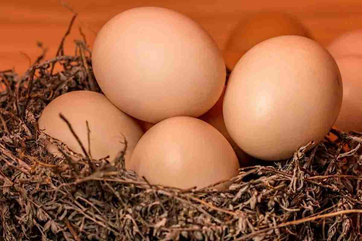 Comment conserver ses œufs ? 