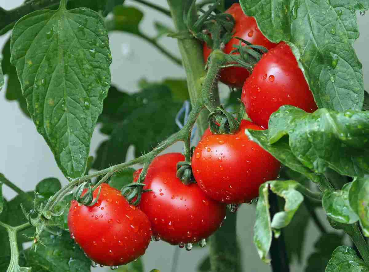 Obtenir jusqu’à 35 kg de tomates de chaque plante que vous cultivez