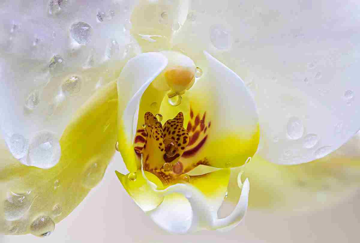comment fleurir de belles orchidées à la maison