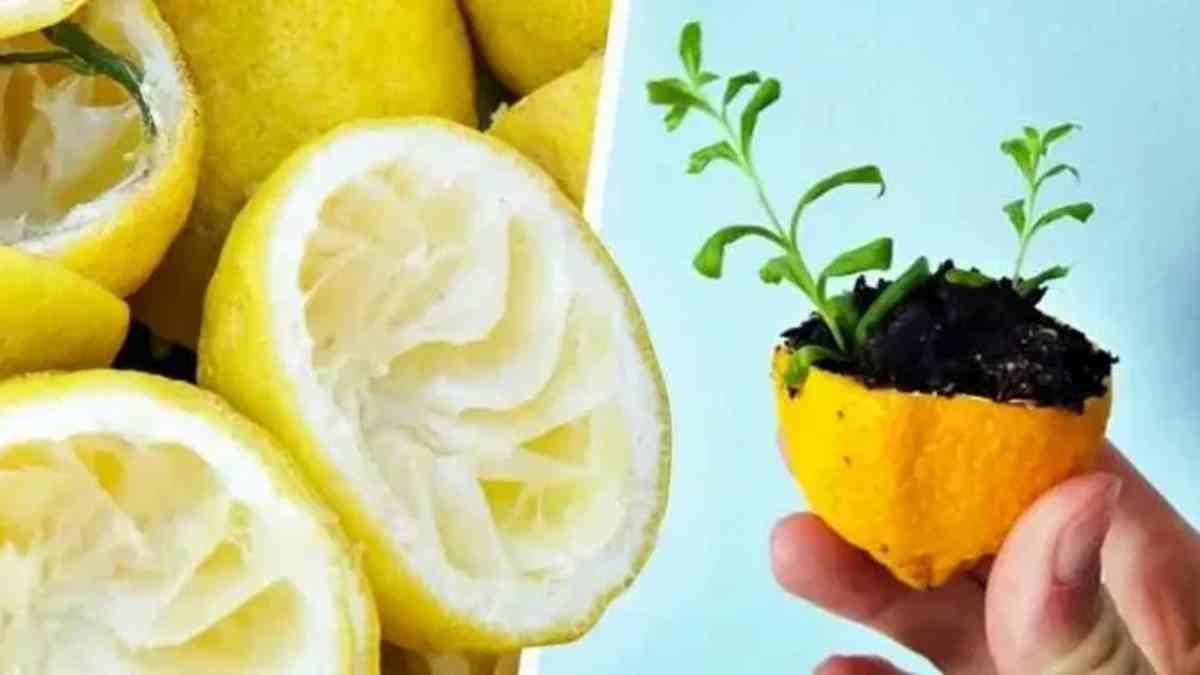les utilisations de peau de citron