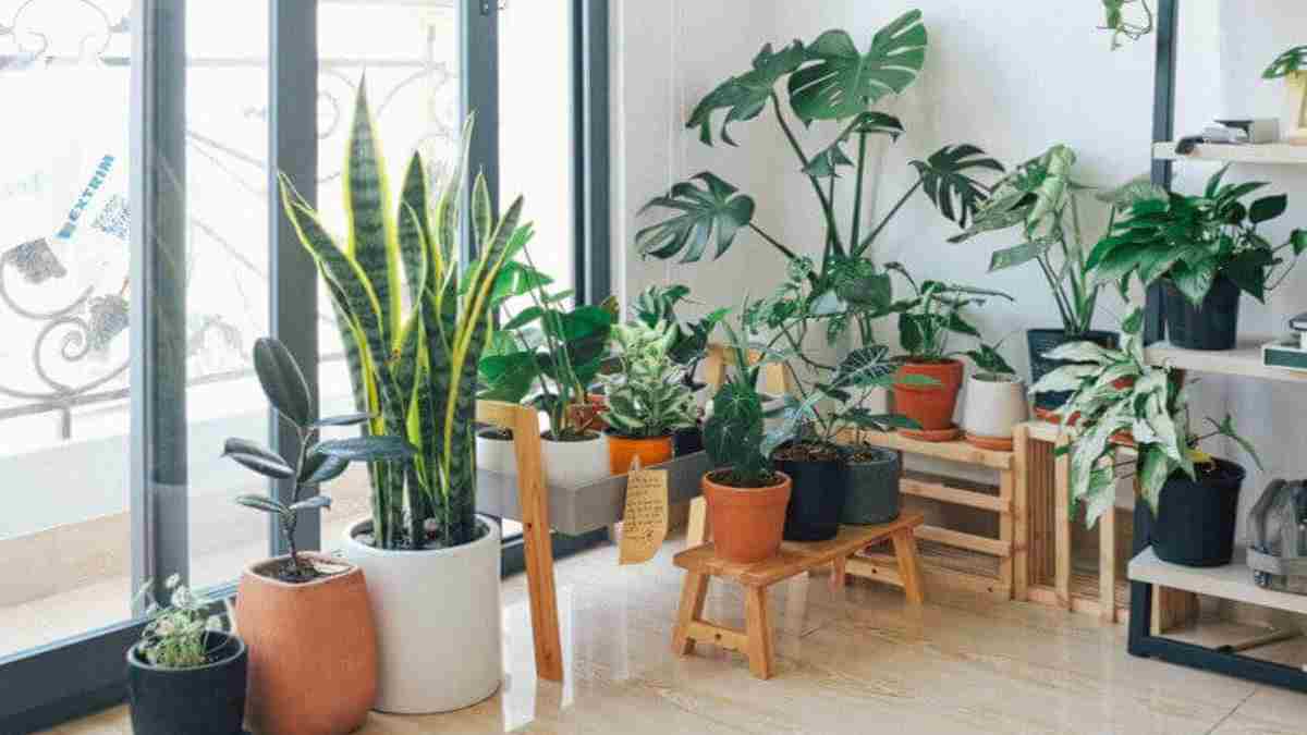 idées de jardin intérieur si vous n’avez pas d'un balcon