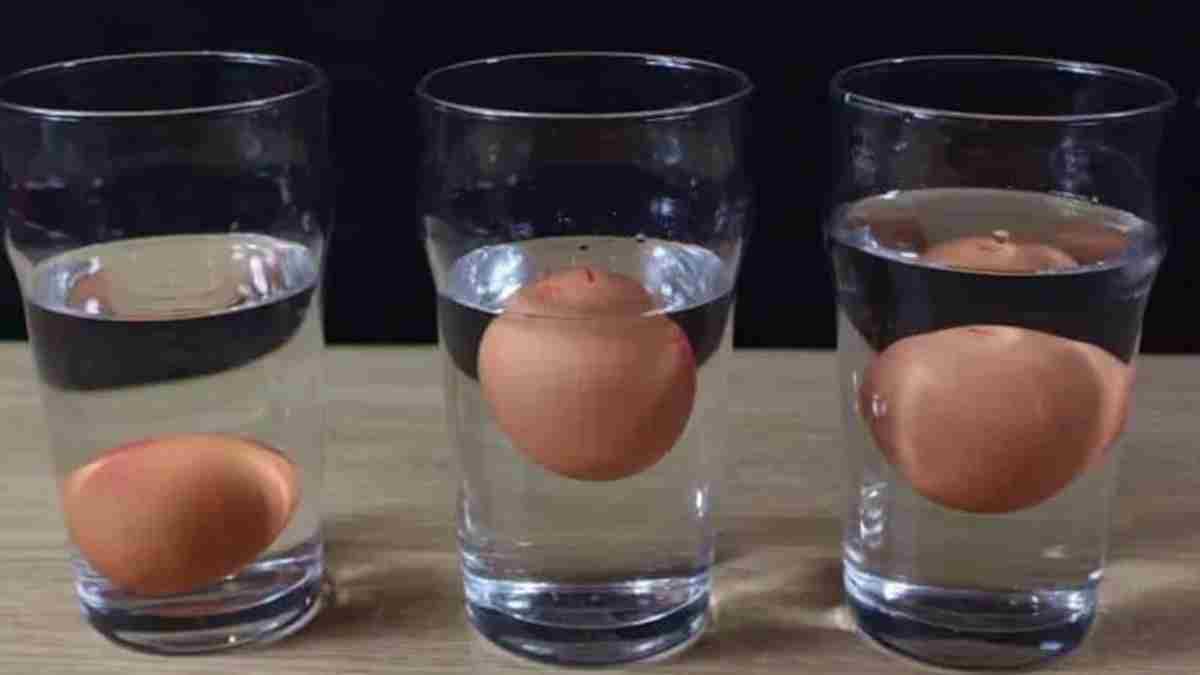 Comment savoir si un œuf est frais ou pourri
