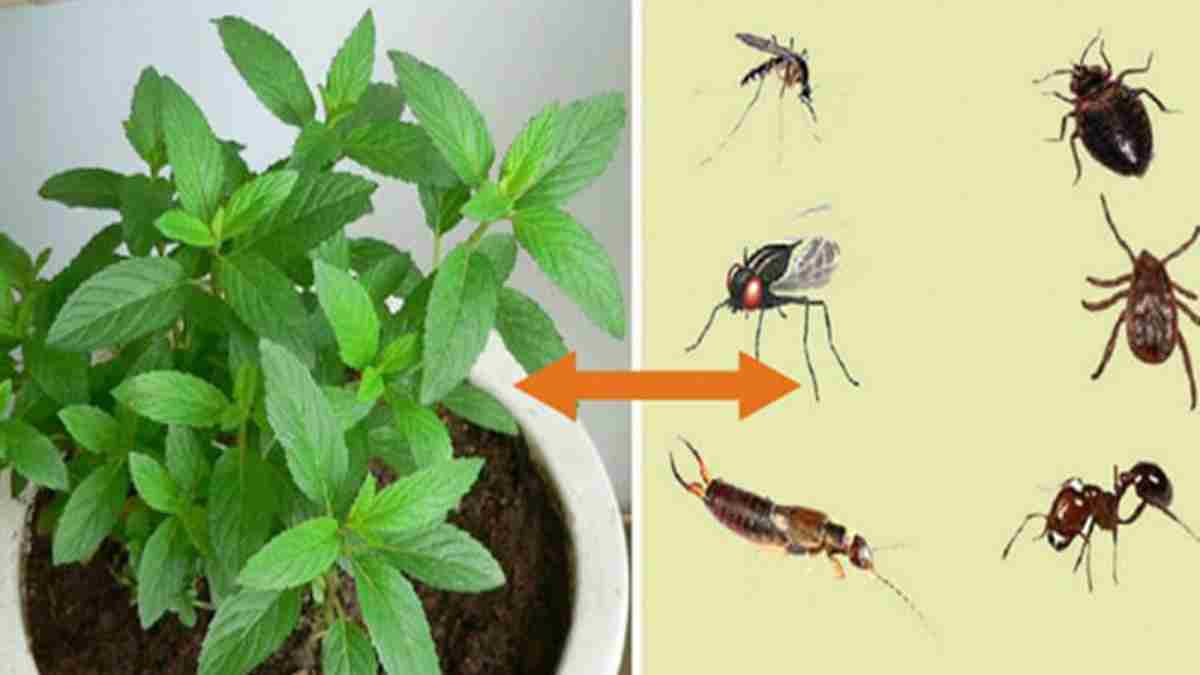 Comment utiliser la menthe poivrée pour vous débarrasser des insectes